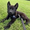 judahthegsd