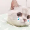 p7_ay