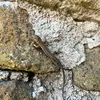 fluctuscaligarum