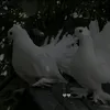 malik_uk18
