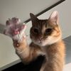 carocarocarocat