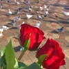 user085443201