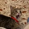tastyypants