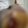 parrot_lover77