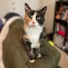 theneedykitty