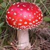 mushroom_tok