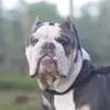 bossstatusbulldogs_jen