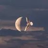 salahmahdi267