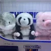 t_giang28