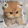 saffiyadailenthefirst