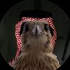 q2z_p