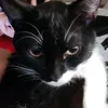 dgpupiqq