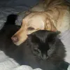 max.tomy.kitty