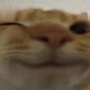catatakitty