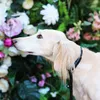 citydogexpert