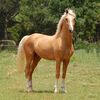 queenhamdan