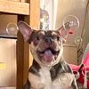 what.the.french.bulldog