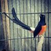 kanx_oziey