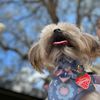 mochitheshorkie