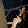 arkansastoothpick