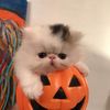 myboocats