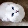 shoog_320