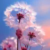 hongpham422