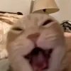 kaseiii0
