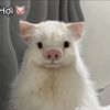 thisuserlovecattie