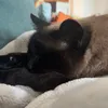 ttalgijm