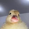 o._.kiki._.o