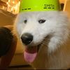 lgnd.dogzilla