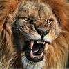 tiger_434