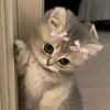meryamhany1