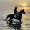 مربط النصير للخيل العربيه