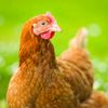 chiken.mayinaise