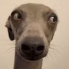 lemondr0pthot