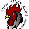 adamfancybirds