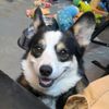 mycorgithinksimcool