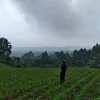 bayuvangizel
