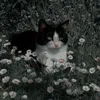 vty_024
