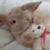 bunnyconiglio