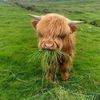 unsavorycow