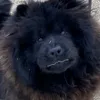 dojaww
