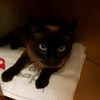 siamesecat_lover
