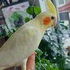 johnny_2122