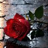 aliaa686