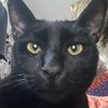 kyandcats