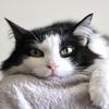 catlady_quinn