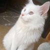 omer_6682